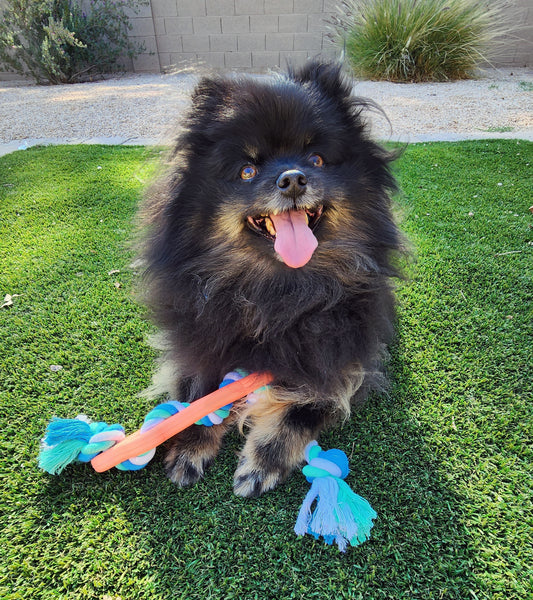 Rubber Bone Chew Toy with Tug Rope - Aggressive Chewers - Teething - Puppy Toys - Har | Le Dogs