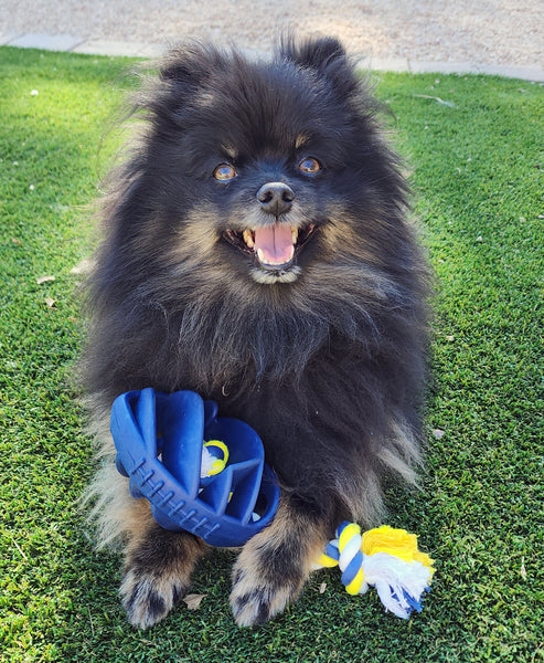 Rubber Football Chew Toy with Tug Rope - Aggressive Chewers - Teething - Puppy Toys - Har | Le Dogs