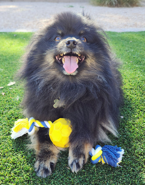 Rubber Soccer Ball Chew Toy with Tug Rope  -- Aggressive Dog Chewers -- Toys for Dogs of All Sizes - Harle Dogs