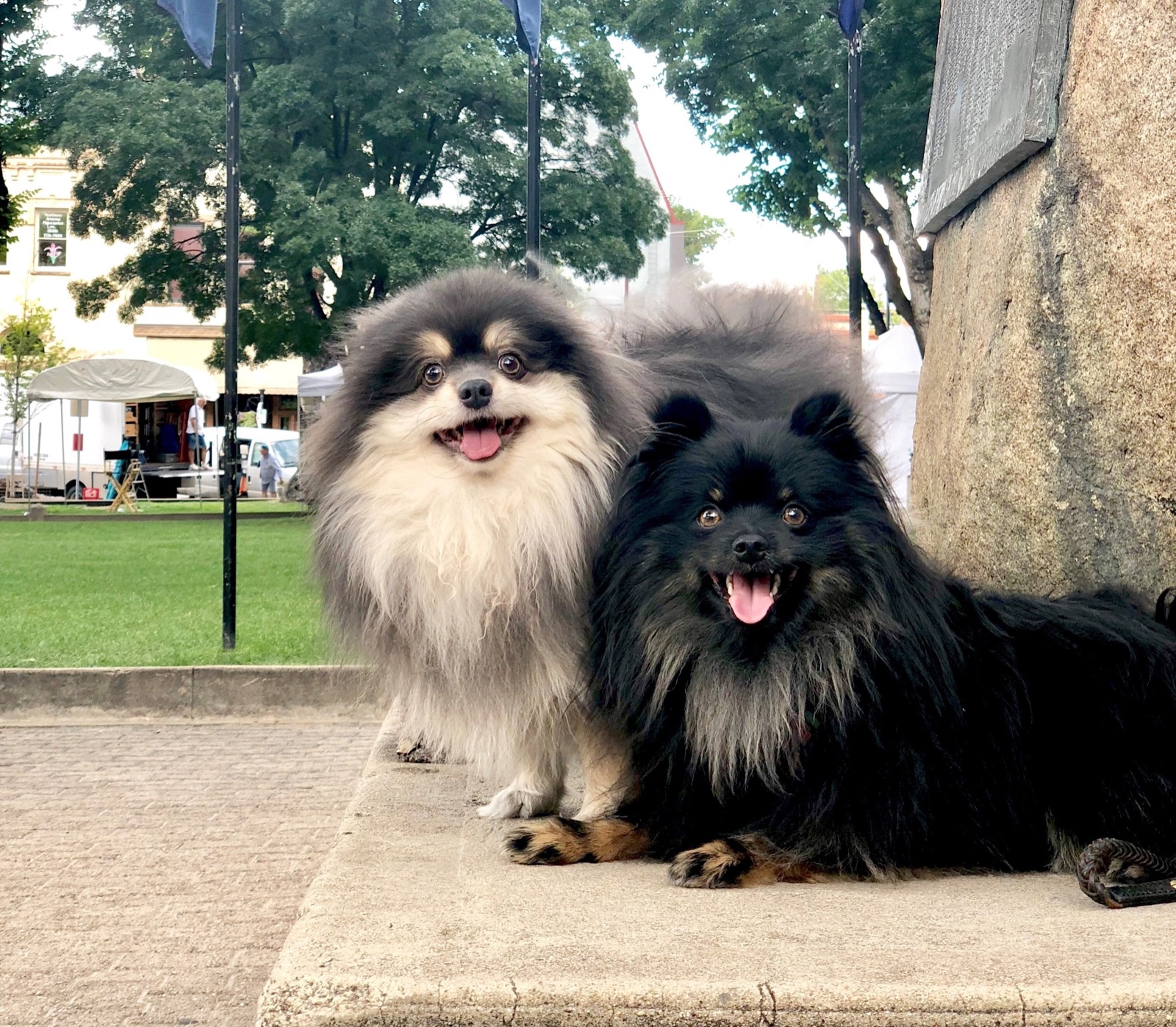 Harley and Lebowski, two black Pomeranians, sitting side by side outdoors